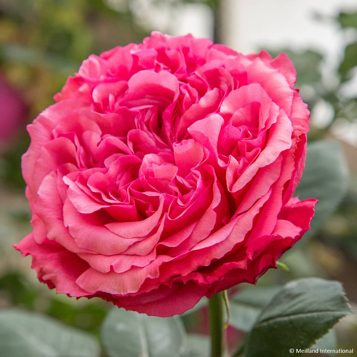 Promesse de Fleurs - Rosier à grandes fleurs Audrey Fleurot Racines nues en motte