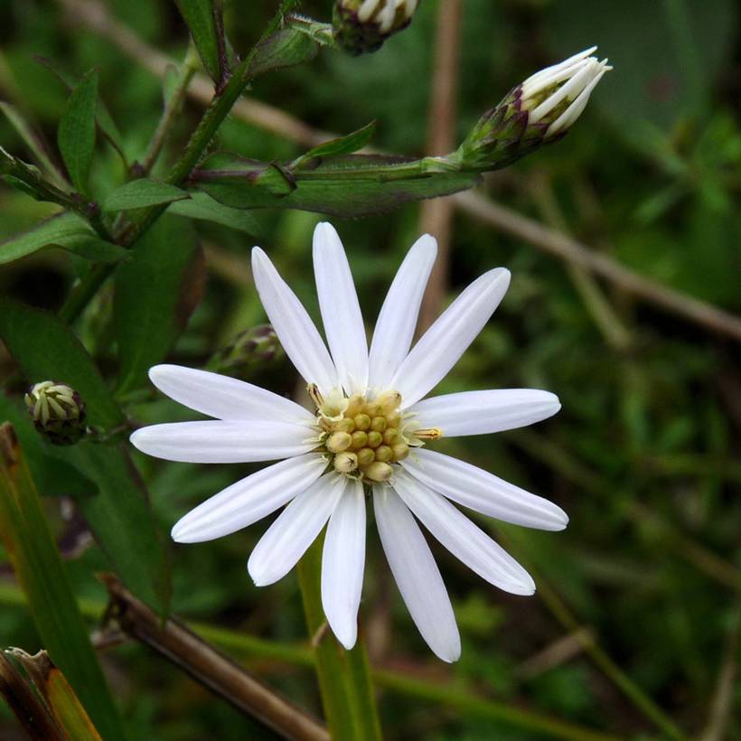 Promesse de Fleurs - Aster schreberi - Aster d'automne Godet de 8/9 cm