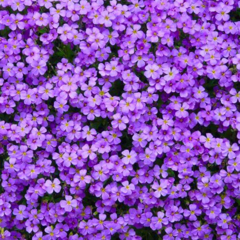 3 Aubriètes Royal Blue (Aubrieta 'Royal Blue') - Lot de 3 vivaces - Pépinières Naudet - Image 1