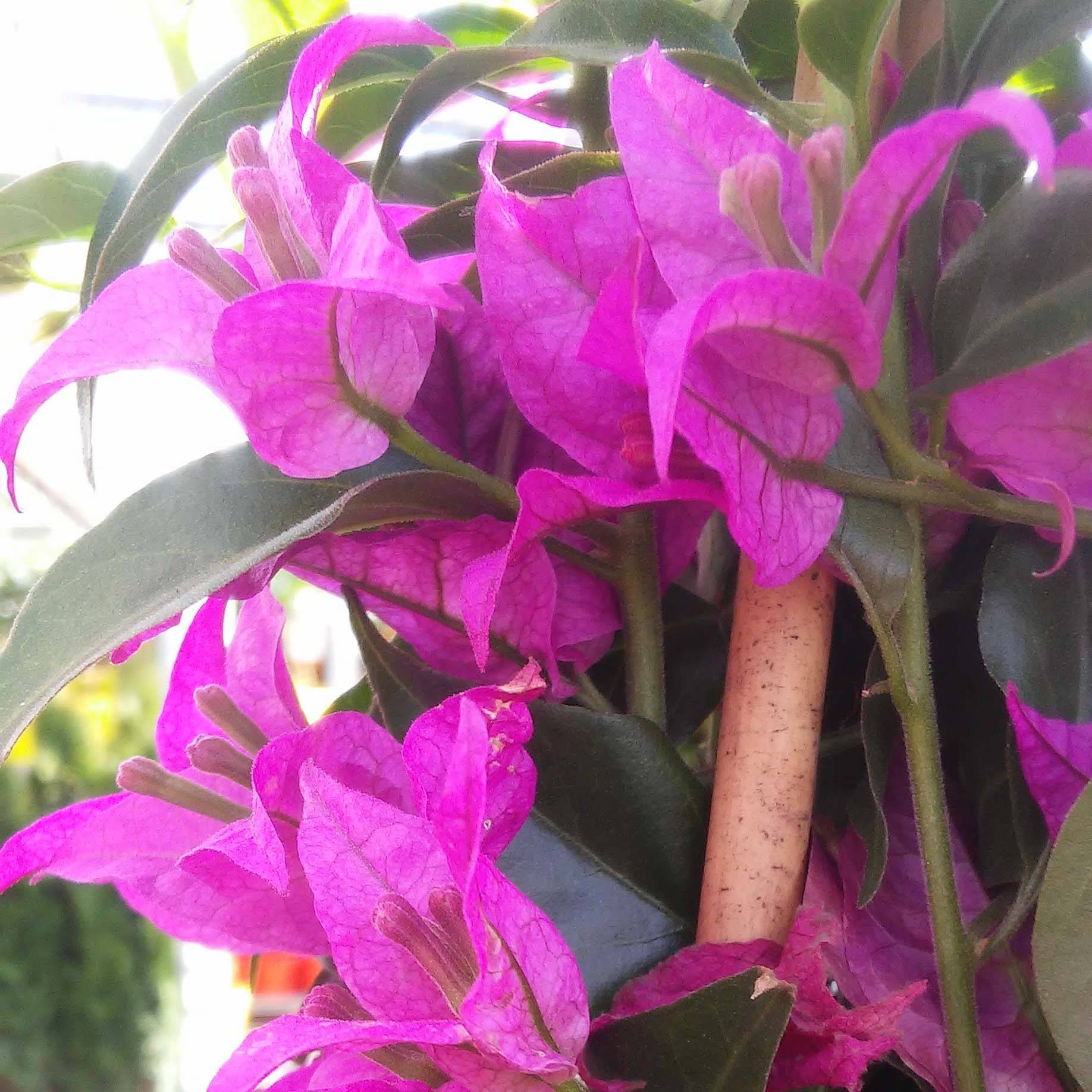 Bougainvillier glabra Sanderiana Pot de 2L/3L