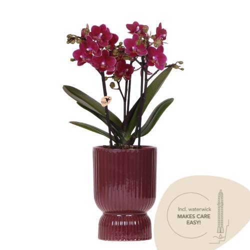 Orchidée Phalaenopsis 'Chamonix' violette - Pot de 9cm - Plantes d'intérieur - Image 1