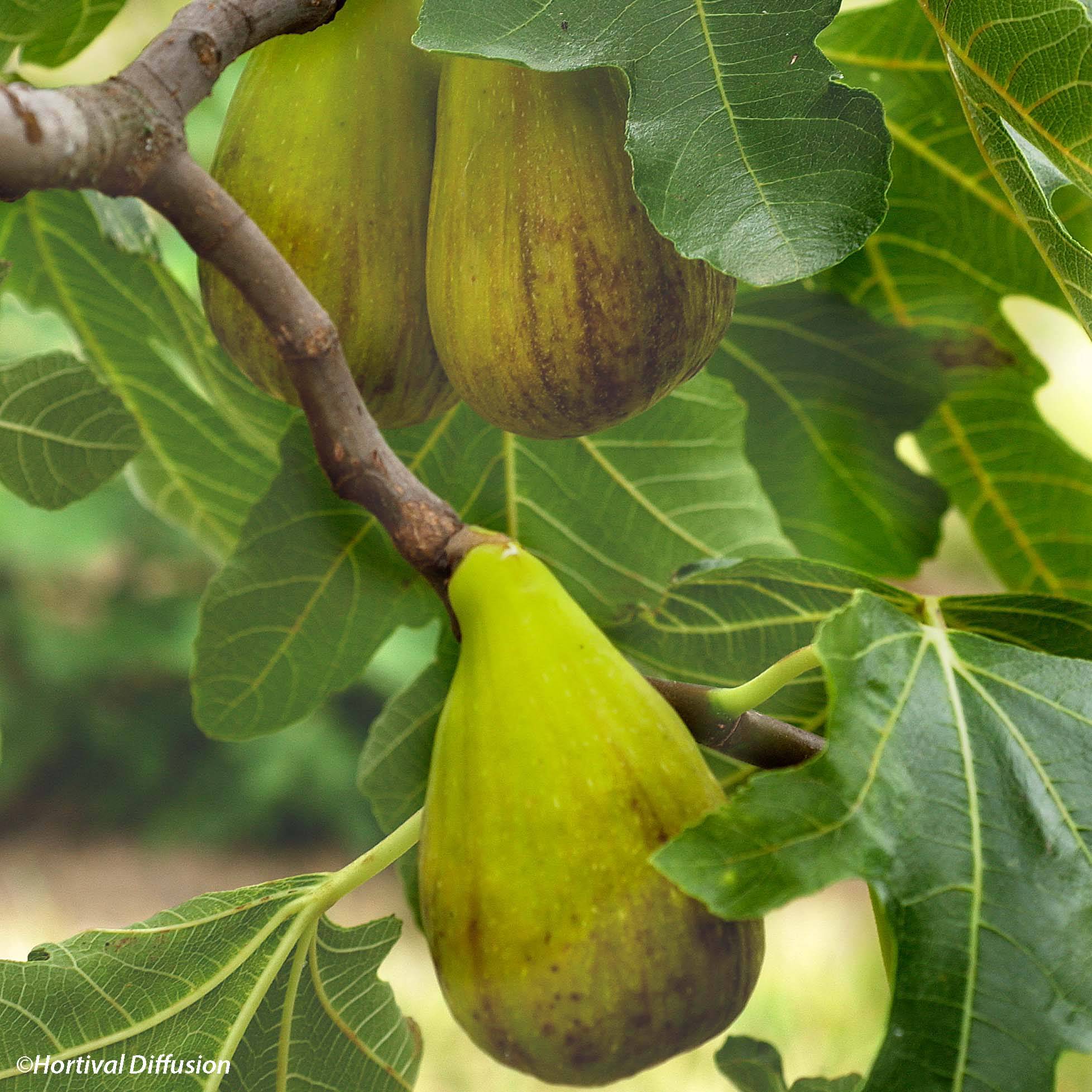 Promesse de Fleurs - Figuier précoce de Dalmatie - Ficus carica Pot de 4L/5L, Buisson