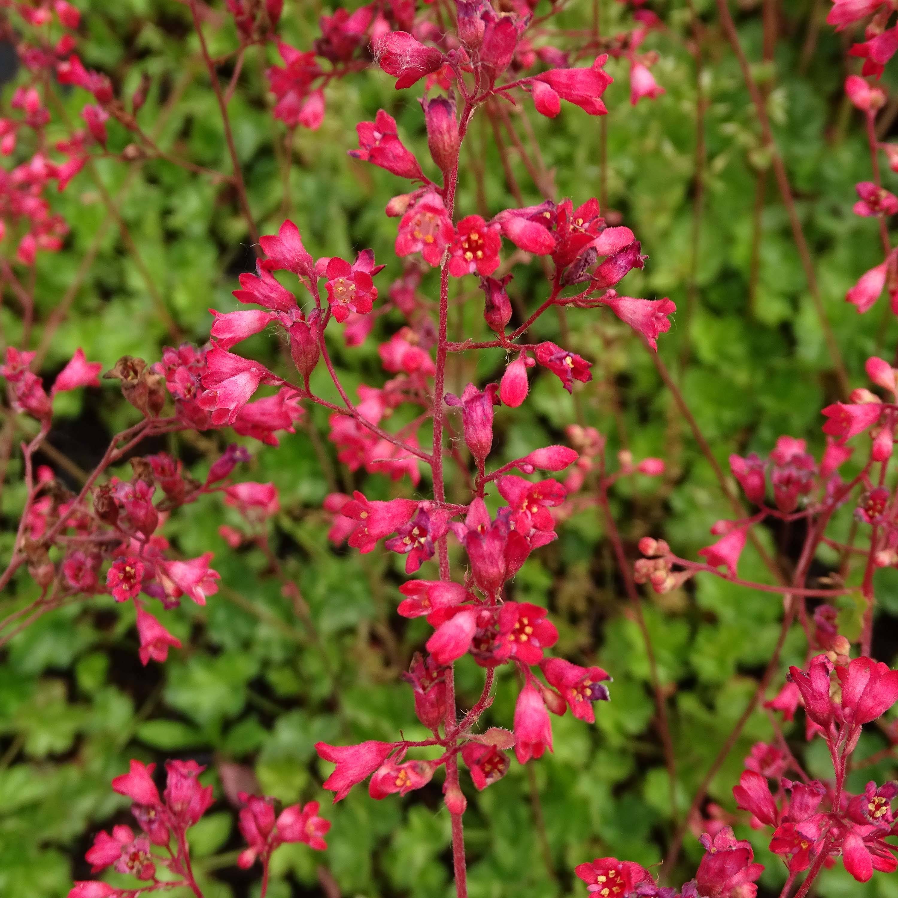 Promesse de Fleurs - Heuchère - Heuchera Pluie de Feu Godet de 8/9 cm
