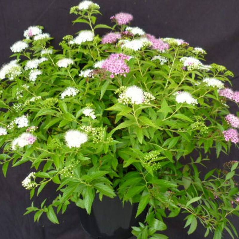 Spirée du Japon Shirobana, Spiraea à fleurs Rose - feuillage Caduc - Godet - 5/20 cm-  hauteur à maturité De 0,50 m à 1,00 m - Image 1