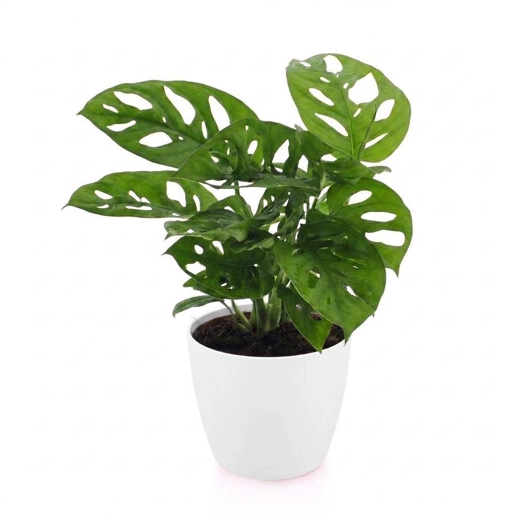 Monstera adansonii - avec pot blanc - Ø12cm - ↕25cm - Plantes d’intérieur - Image 2