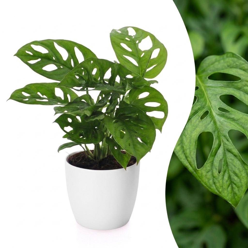 Monstera adansonii - avec pot blanc - Ø12cm - ↕25cm - Plantes d’intérieur - Image 1