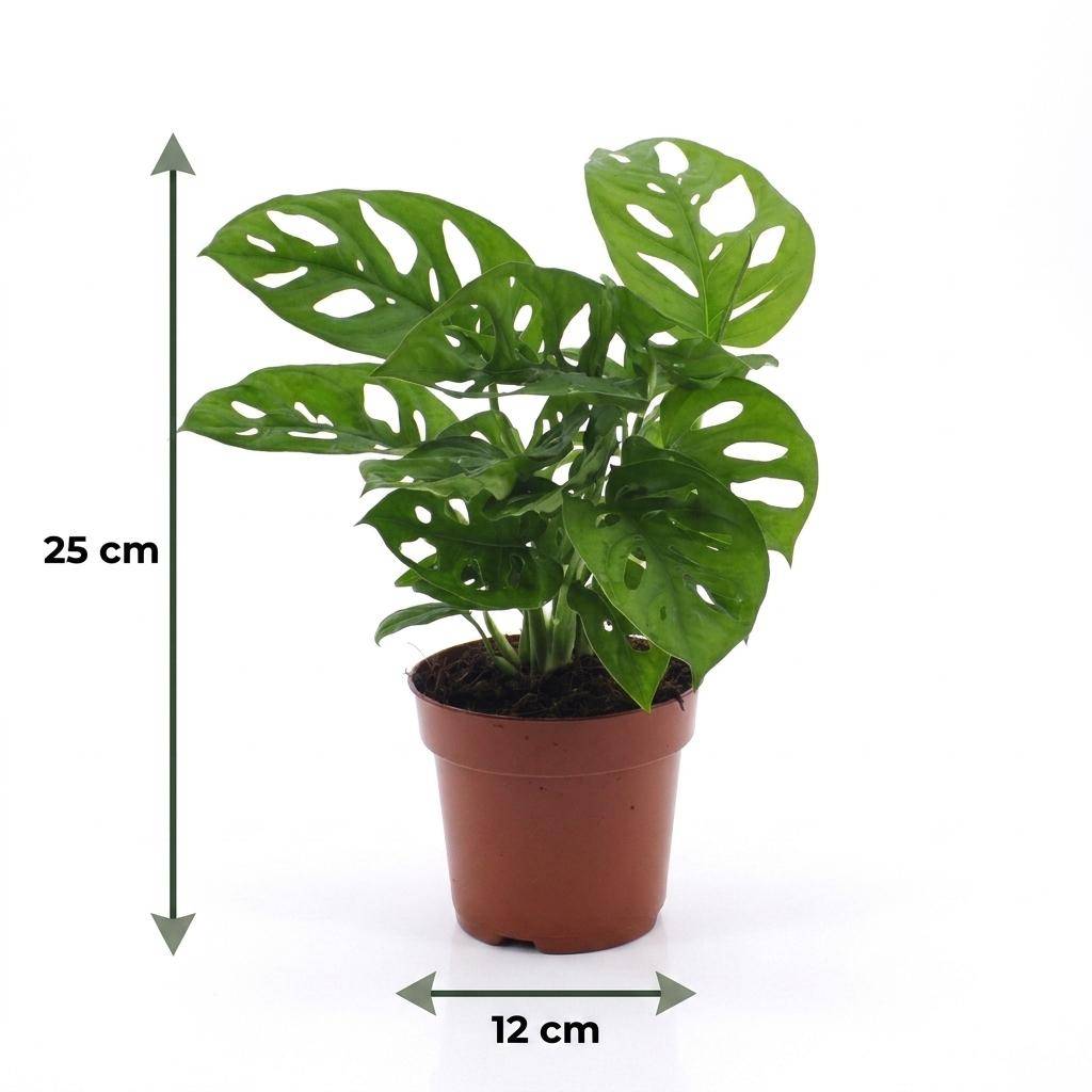 Monstera adansonii - avec pot blanc - Ø12cm - ↕25cm - Plantes d’intérieur - Image 5