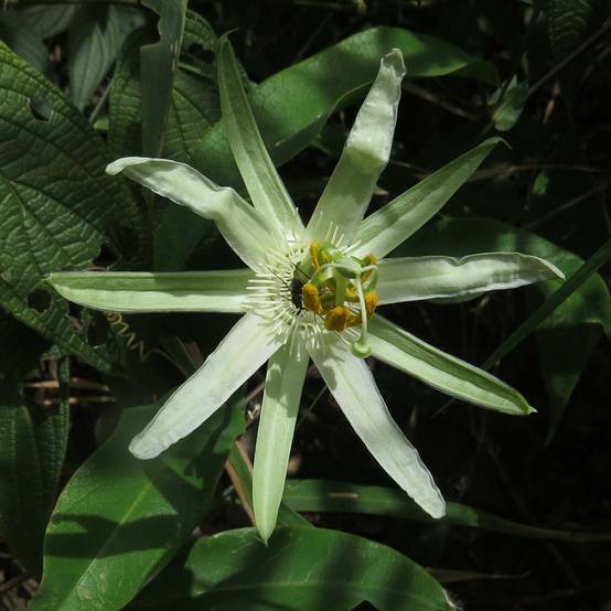 Passiflora mucronata - Fleur de la Passion Pot de 2L/3L