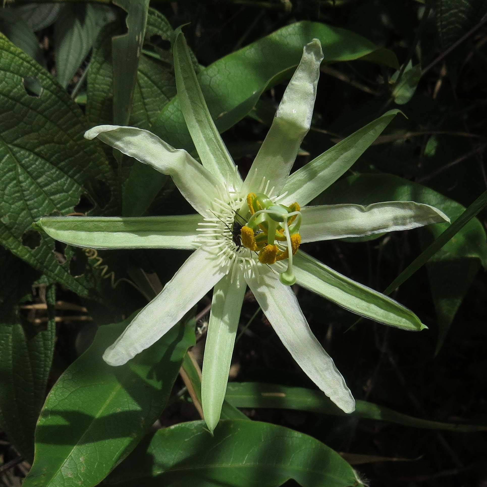 Passiflora mucronata - Fleur de la Passion Pot de 2L/3L