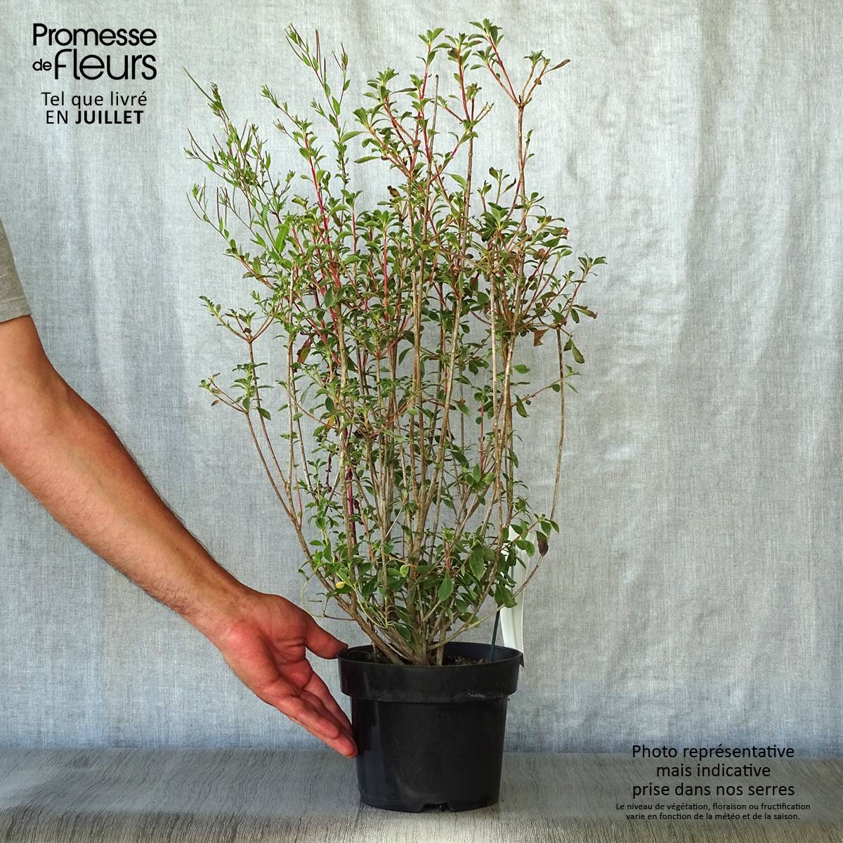 Promesse de Fleurs - Enkianthus campanulatus - Andromède campanulée Pot de 2L/3L - Image 2