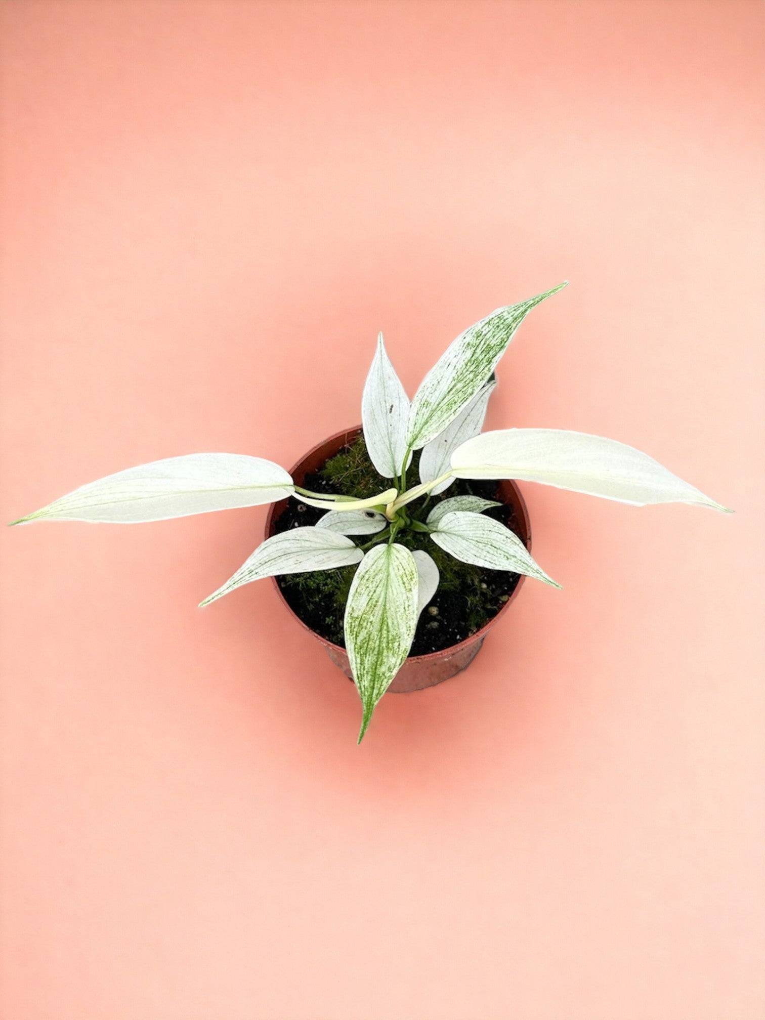 Philodendron Florida Ghost- La Green Touch
