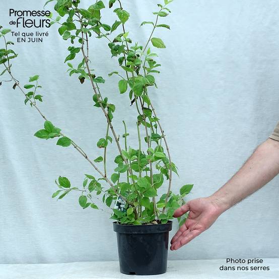 Philadelphus Dame Blanche - Seringat Pot de 3L/4L - Image 2