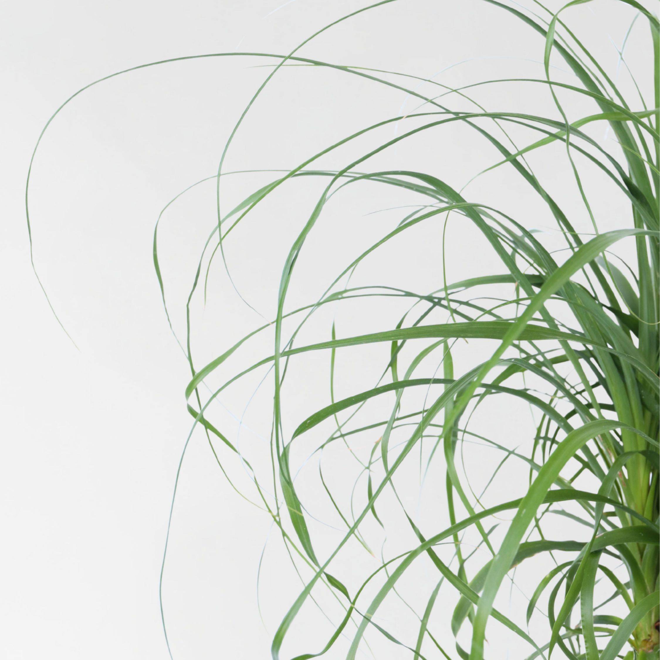 Plant In A Box - Pied d'éléphant - Beaucarnea 'recurvata' - Hauteur 60-70cm - ⌀21cm - Image 4