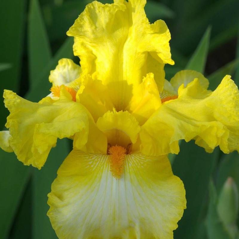 Iris des jardins Antique Ivory à fleurs Blanche/Jaune - feuillage Caduc - Godet - 5/20 cm - Image 1