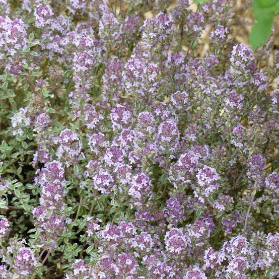 Thymus vulgaris Silver Posie - Thym Silver Posie - Thym argenté Pot de 1,5L/2L