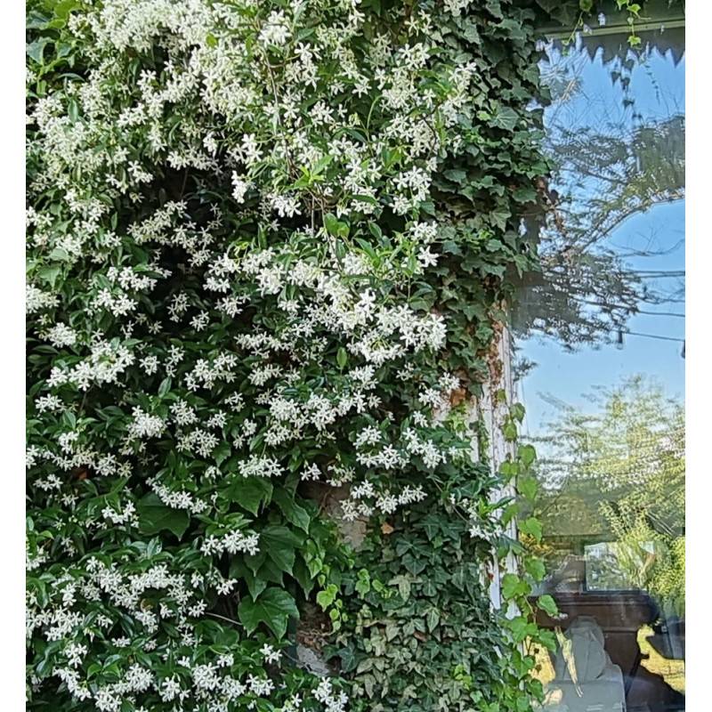 Jasmin étoilé, Jasmin persistant blanc, Trachelospermum à fleurs Blanche - feuillage Persistant - Pot de 10L - 200/300 cm sur ficelle-  hauteur à matu - Image 8
