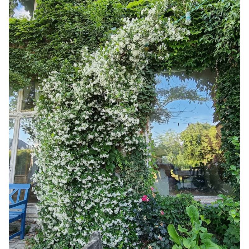 Jasmin étoilé, Jasmin persistant blanc, Trachelospermum à fleurs Blanche - feuillage Persistant - Pot de 10L - 200/300 cm sur ficelle-  hauteur à matu - Image 9