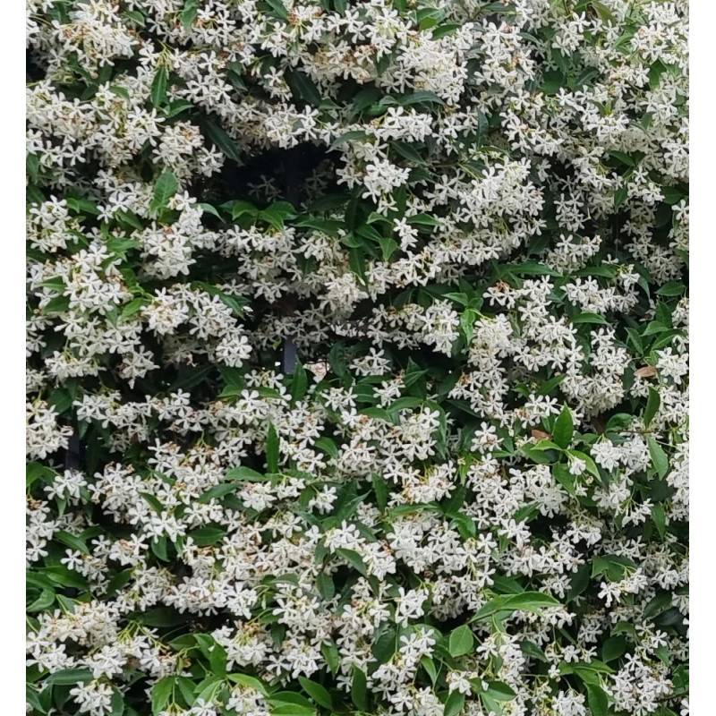 Jasmin étoilé, Jasmin persistant blanc, Trachelospermum à fleurs Blanche - feuillage Persistant - Pot de 10L - 200/300 cm sur ficelle-  hauteur à matu - Image 10