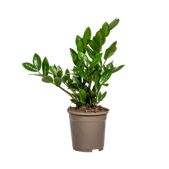 Zamioculcas Zamiifolia - D17 H40cm - Image 5