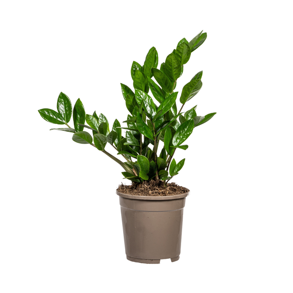 Zamioculcas Zamiifolia - D17 H40cm - Image 5