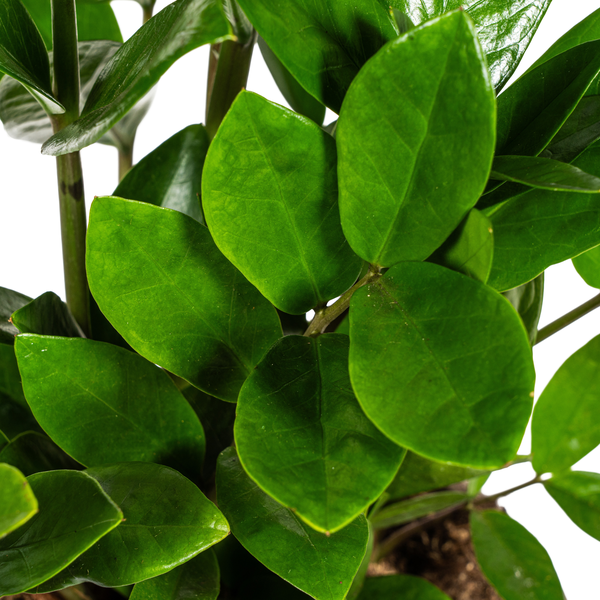 Zamioculcas Zamiifolia - D17 H40cm - Image 2