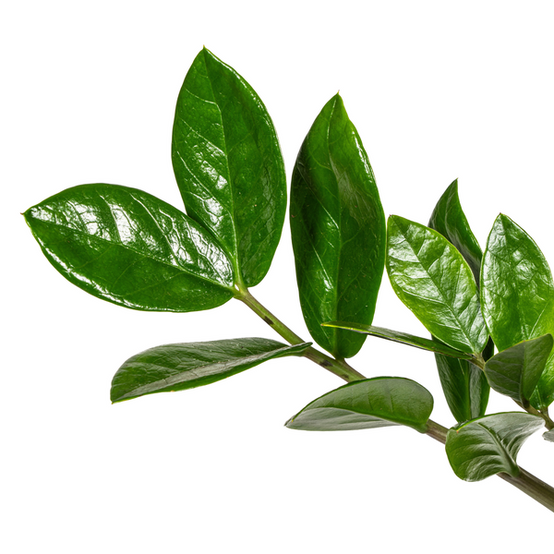 Zamioculcas Zamiifolia - D17 H40cm - Image 3