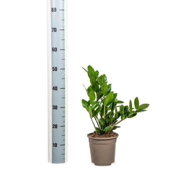 Zamioculcas Zamiifolia - D17 H40cm - Image 4
