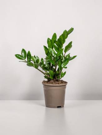 Zamioculcas Zamiifolia - D17 H40cm