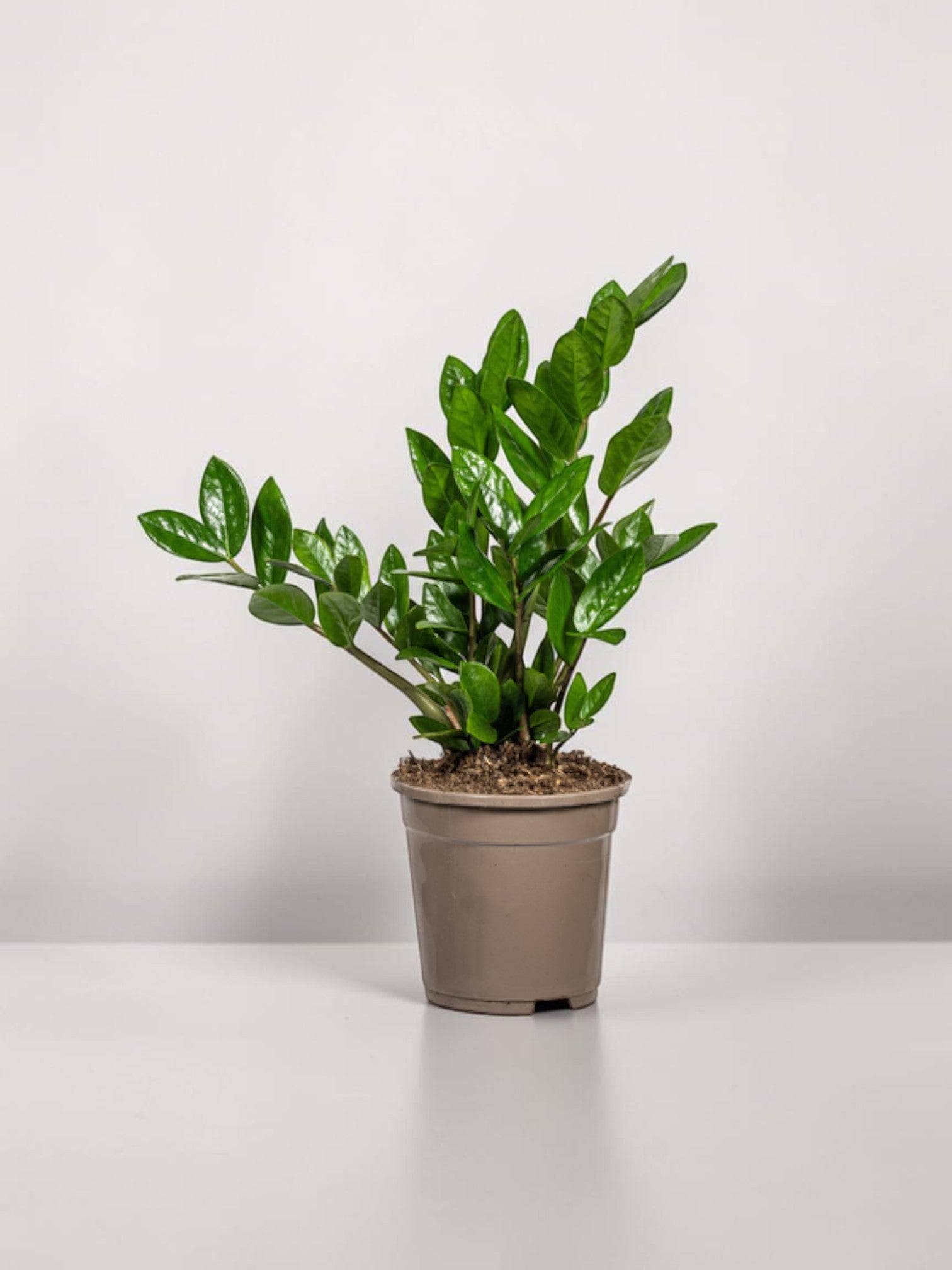 Zamioculcas Zamiifolia - D17 H40cm - Image 1