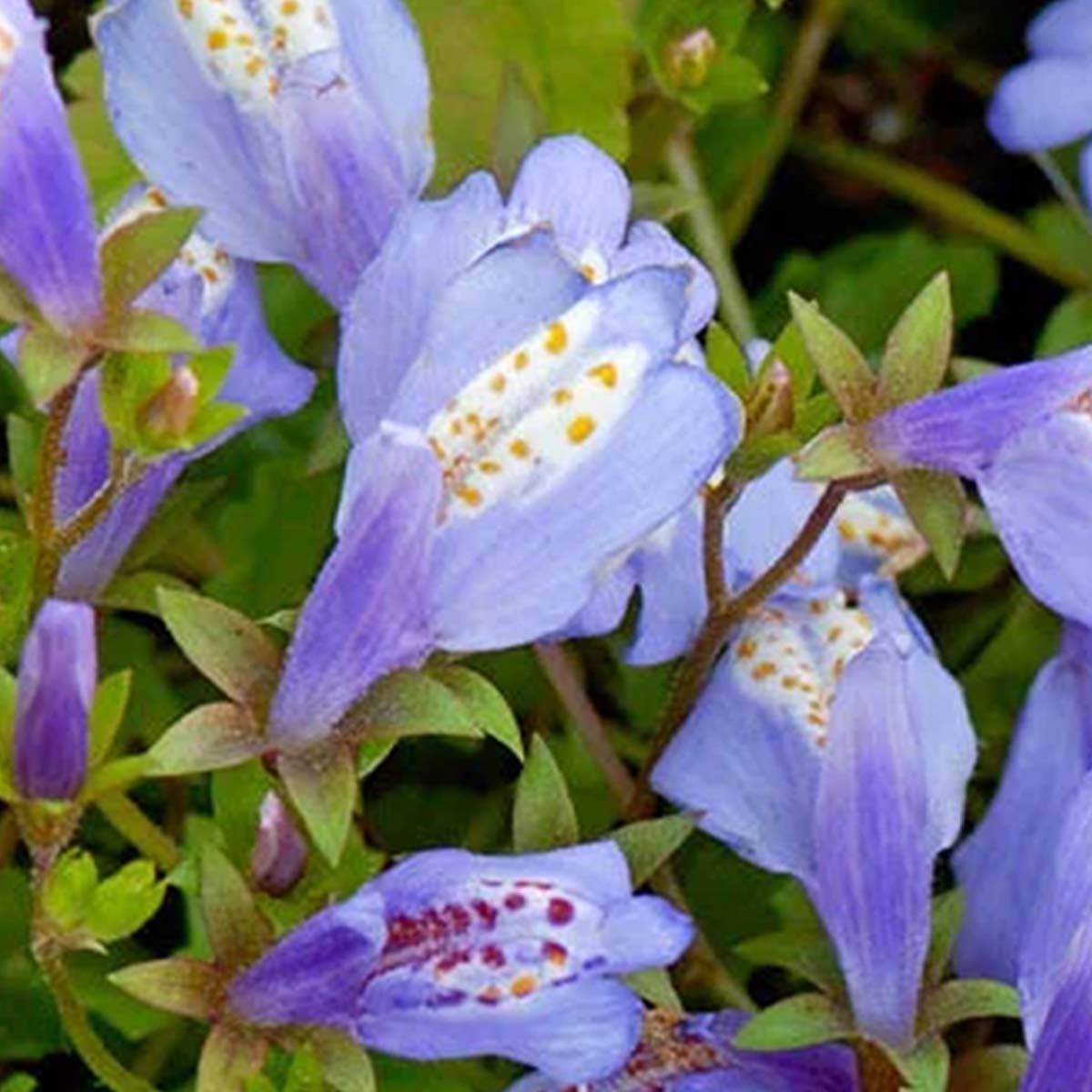 Lot de 6 - Mazus Reptans - Mazus rampant - Plantes de bassin - H. 10-20 cm - P. 9 cm - Image 4