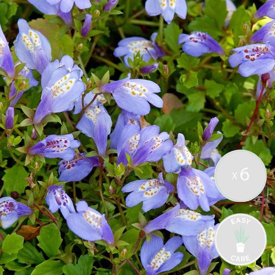 Lot de 6 - Mazus Reptans - Mazus rampant - Plantes de bassin - H. 10-20 cm - P. 9 cm - Image 2