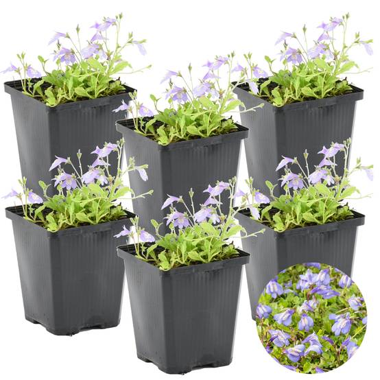 Lot de 6 - Mazus Reptans - Mazus rampant - Plantes de bassin - H. 10-20 cm - P. 9 cm - Image 1