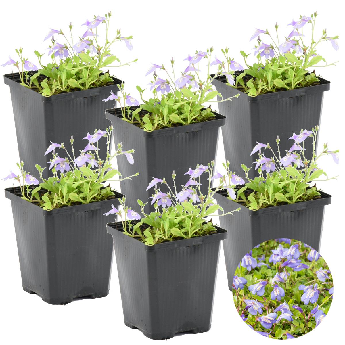 Lot de 6 - Mazus Reptans - Mazus rampant - Plantes de bassin - H. 10-20 cm - P. 9 cm - Image 1