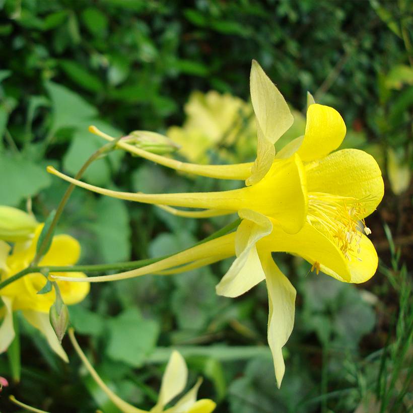Promesse de Fleurs - Graines d'Ancolie Yellow Queen - Aquilegia chrysantha le sachet de 250 graines environ (0,4g)
