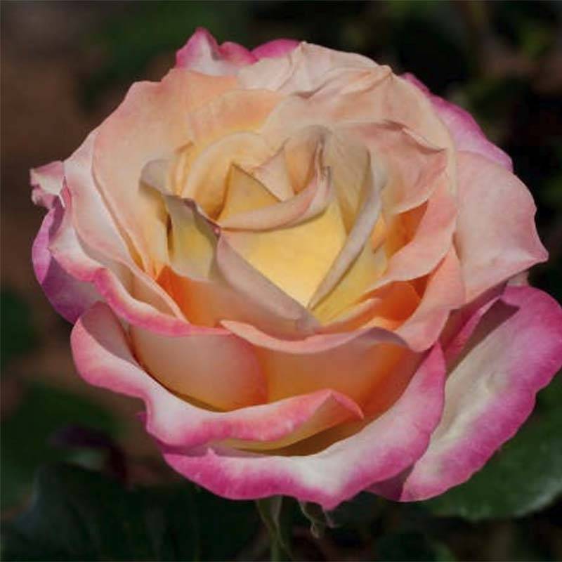Promesse de Fleurs - Rosier à grandes fleurs Sweet Eureka Racines nues en motte