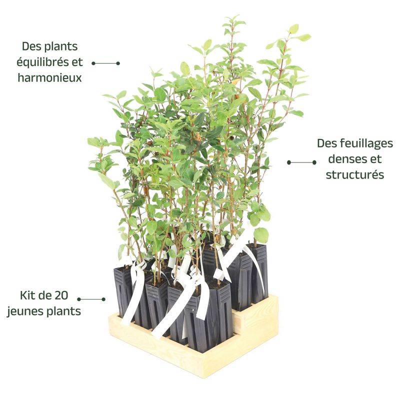 20 Lauriers Tin (Viburnum Tinus) - Haie de Laurier Tin -  - Pépinières Naudet - Image 4