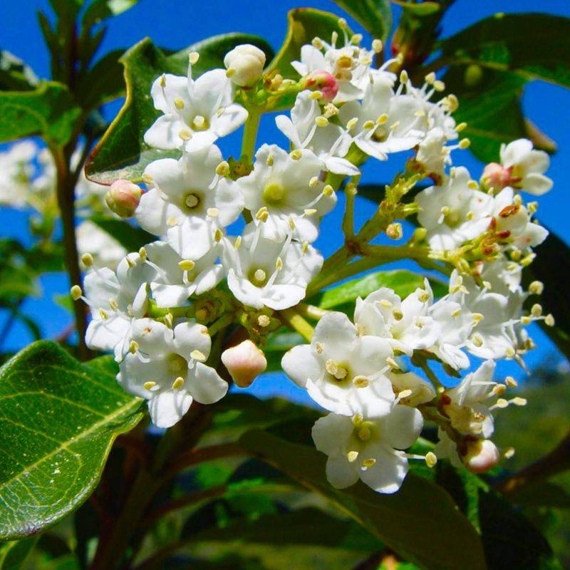 20 Lauriers Tin (Viburnum Tinus) - Haie de Laurier Tin -  - Pépinières Naudet - Image 2
