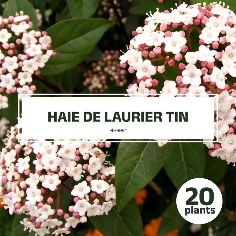 20 Lauriers Tin (Viburnum Tinus) - Haie de Laurier Tin - - Pépinières Naudet - Image 1