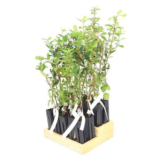 20 Lauriers Tin (Viburnum Tinus) - Haie de Laurier Tin - - Pépinières Naudet - Image 3