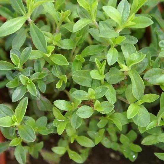 Sarriette vivace en plant BIO Pot de 1L/1,5L