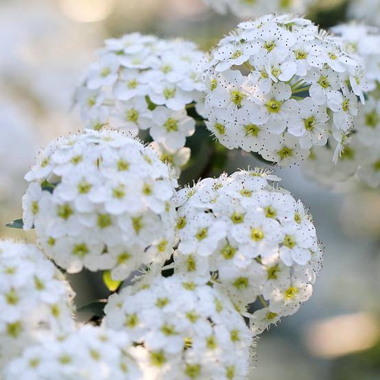 Spiraea nipponica June Bride - Spirée japonaise Godet de 8/9 cm