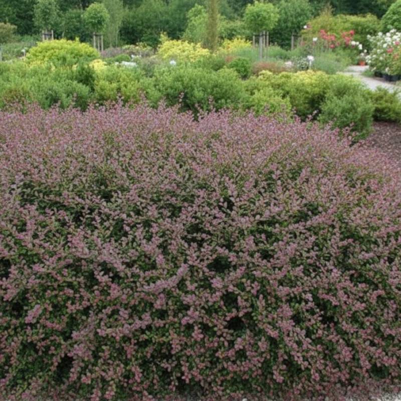 Chèvrefeuille arbustif Red Tips, Lonicera - Pot de 3L - 40/60 cm - Image 2