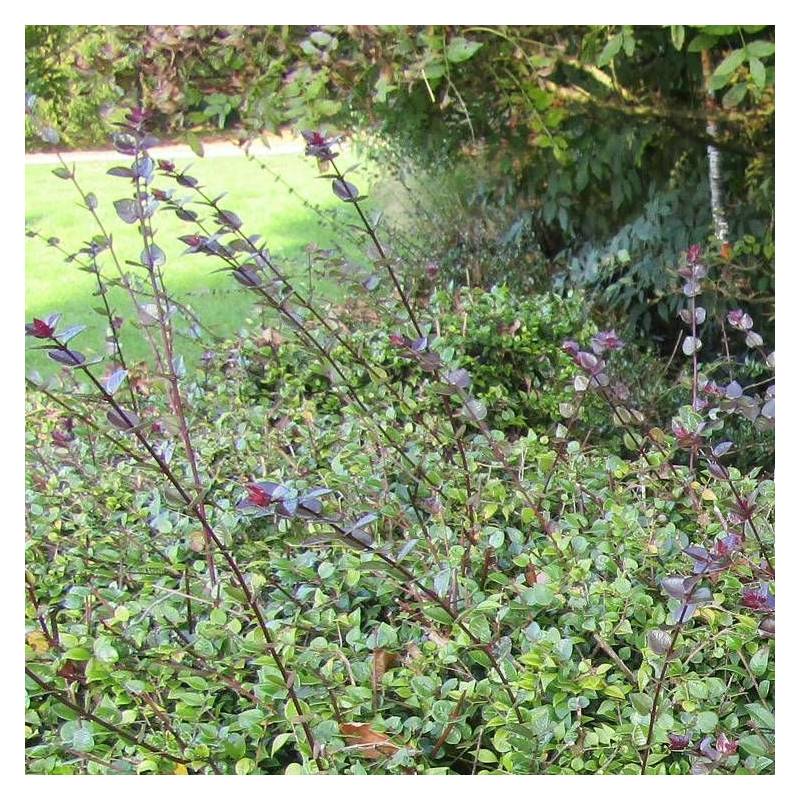Chèvrefeuille arbustif Red Tips, Lonicera - Pot de 3L - 40/60 cm - Image 1