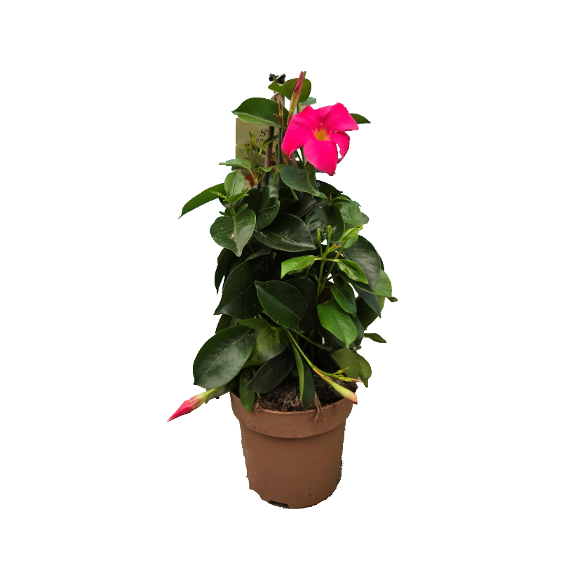 Dipladénia Mandevilla pyramide rose pot 15 cm
