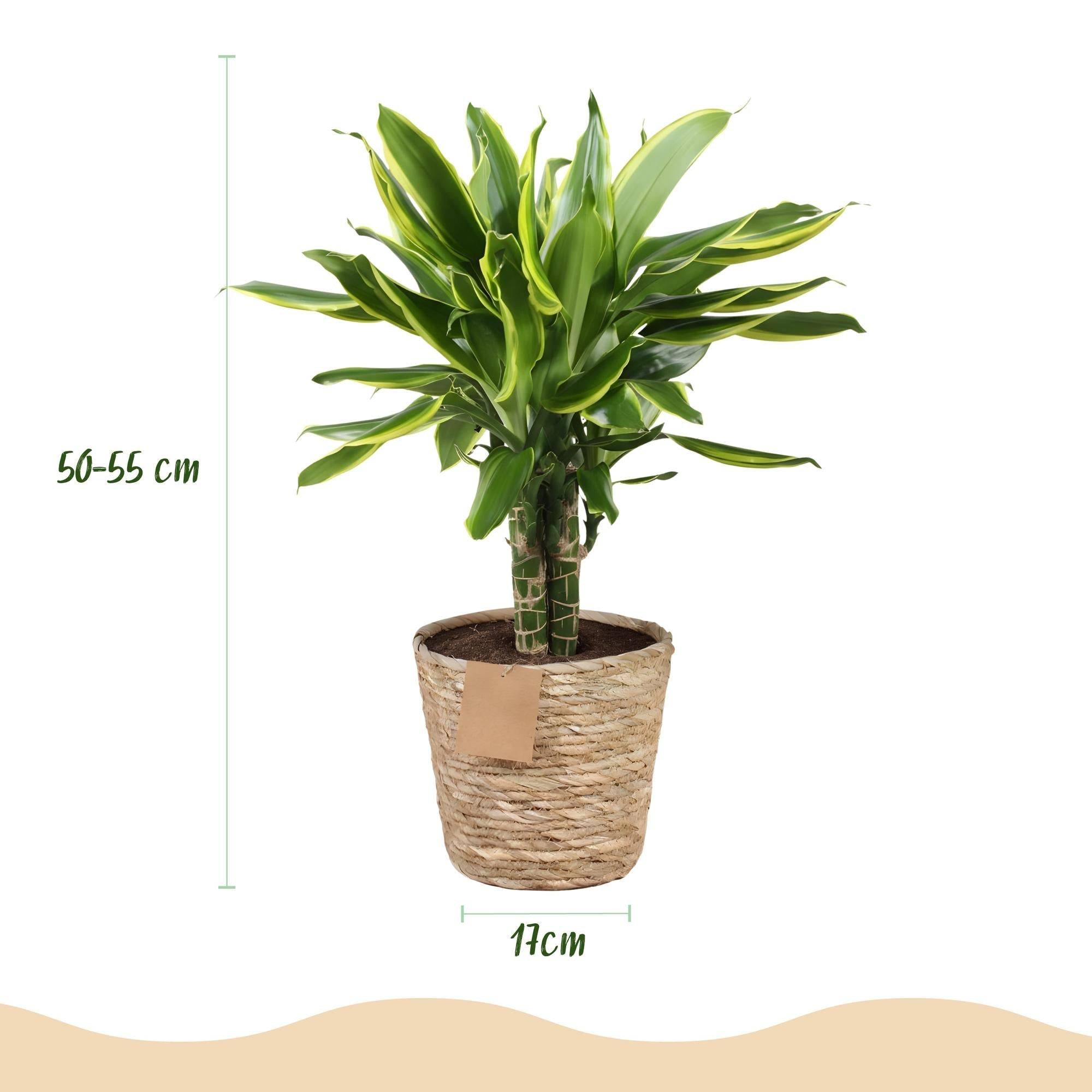 Dracaena Golden Coast - D17 H55cm - Image 4