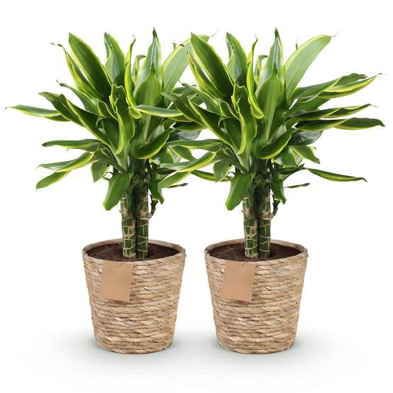 Dracaena Golden Coast - D17 H55cm - Image 3