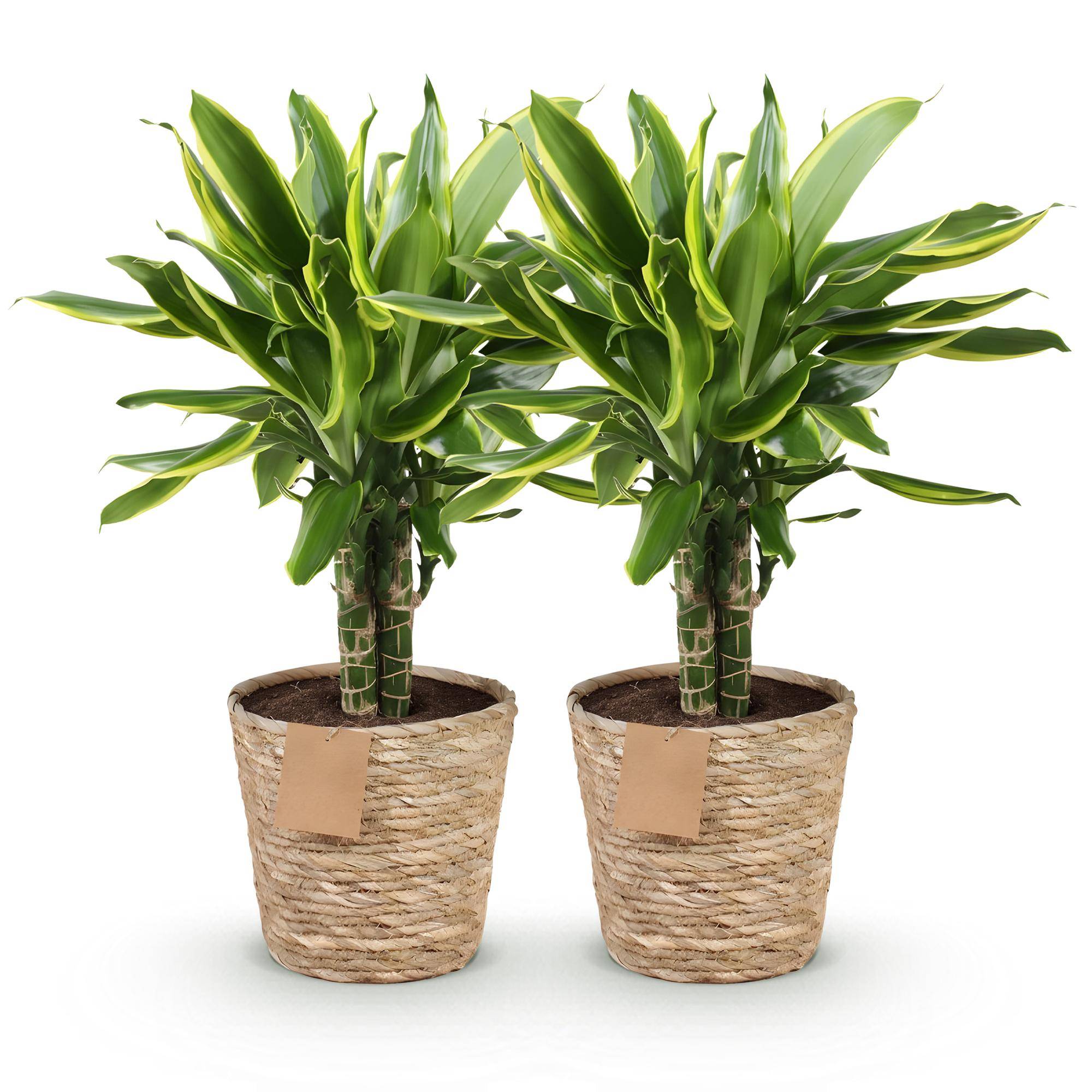 Dracaena Golden Coast - D17 H55cm - Image 3