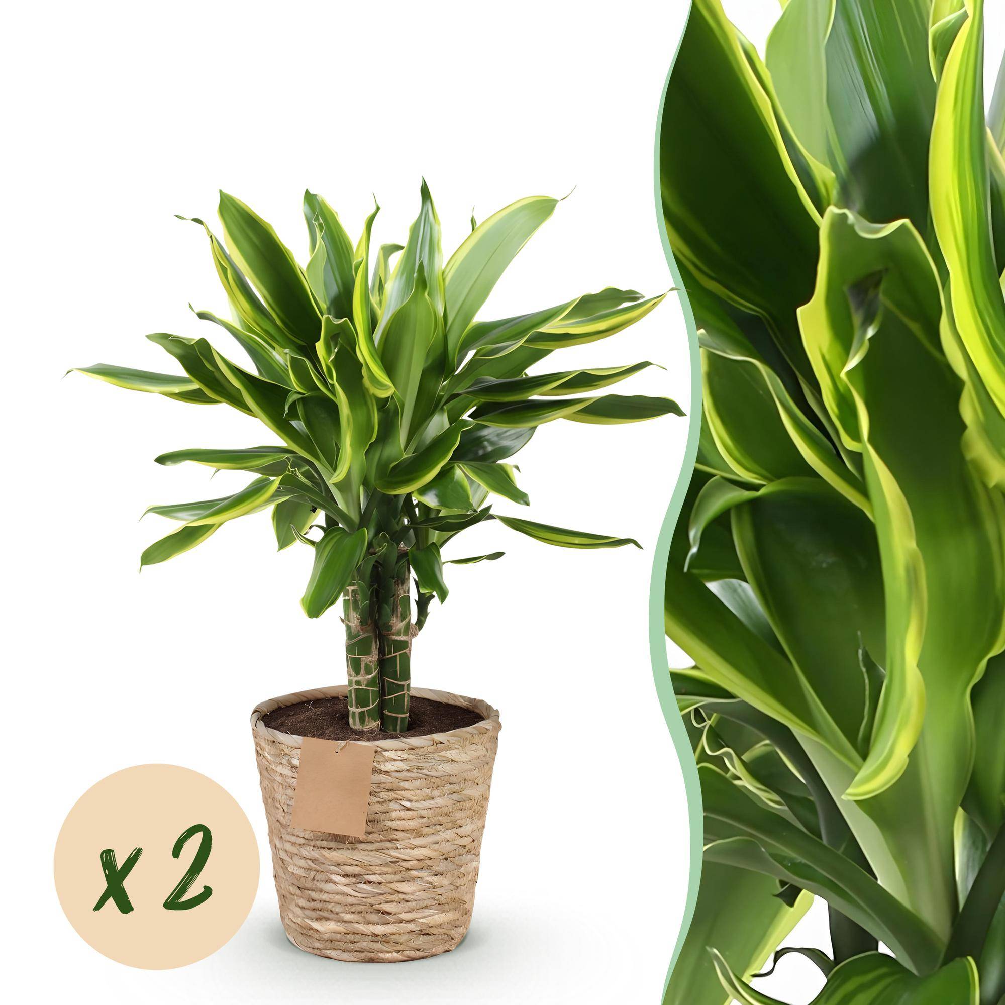 Dracaena Golden Coast - D17 H55cm - Image 2