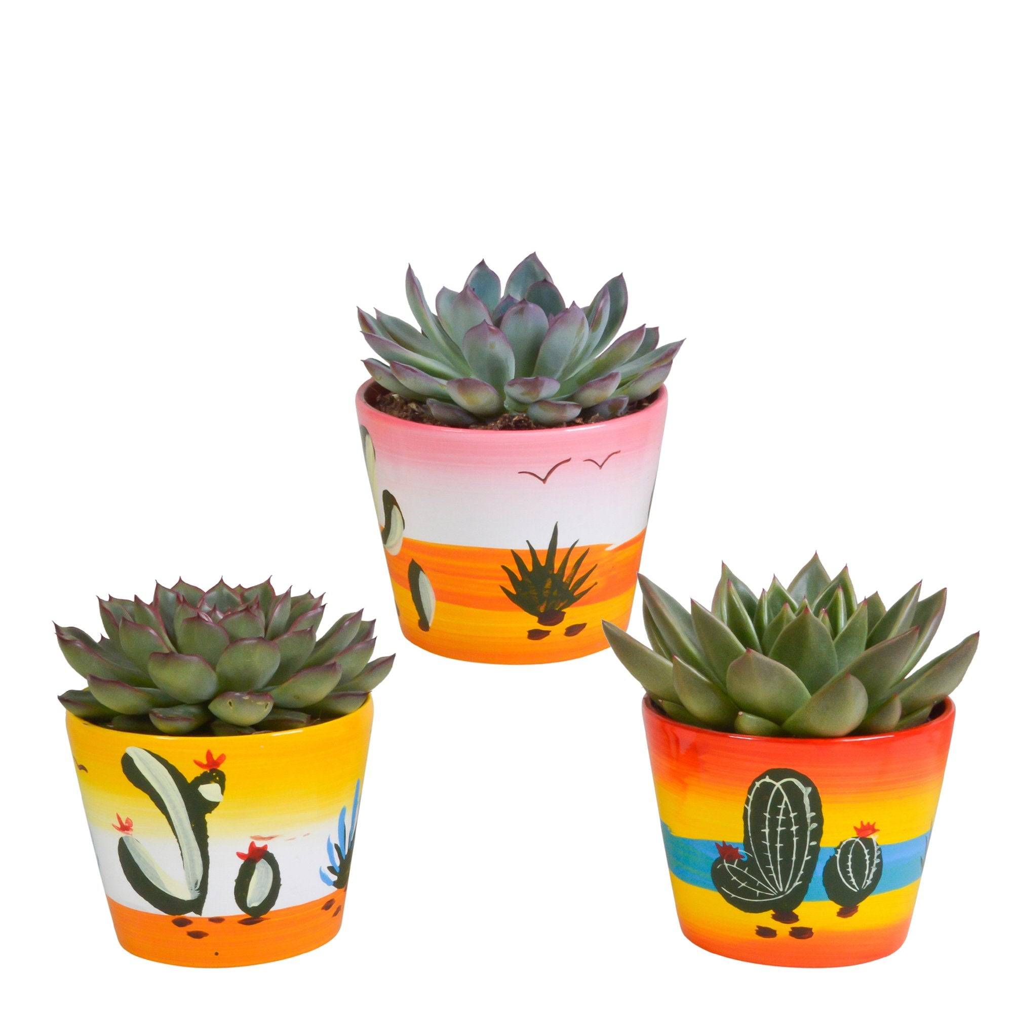 La Green Touch - Trio d'Echeveria et leurs caches-pots h21cm- La Green Touch - Image 2