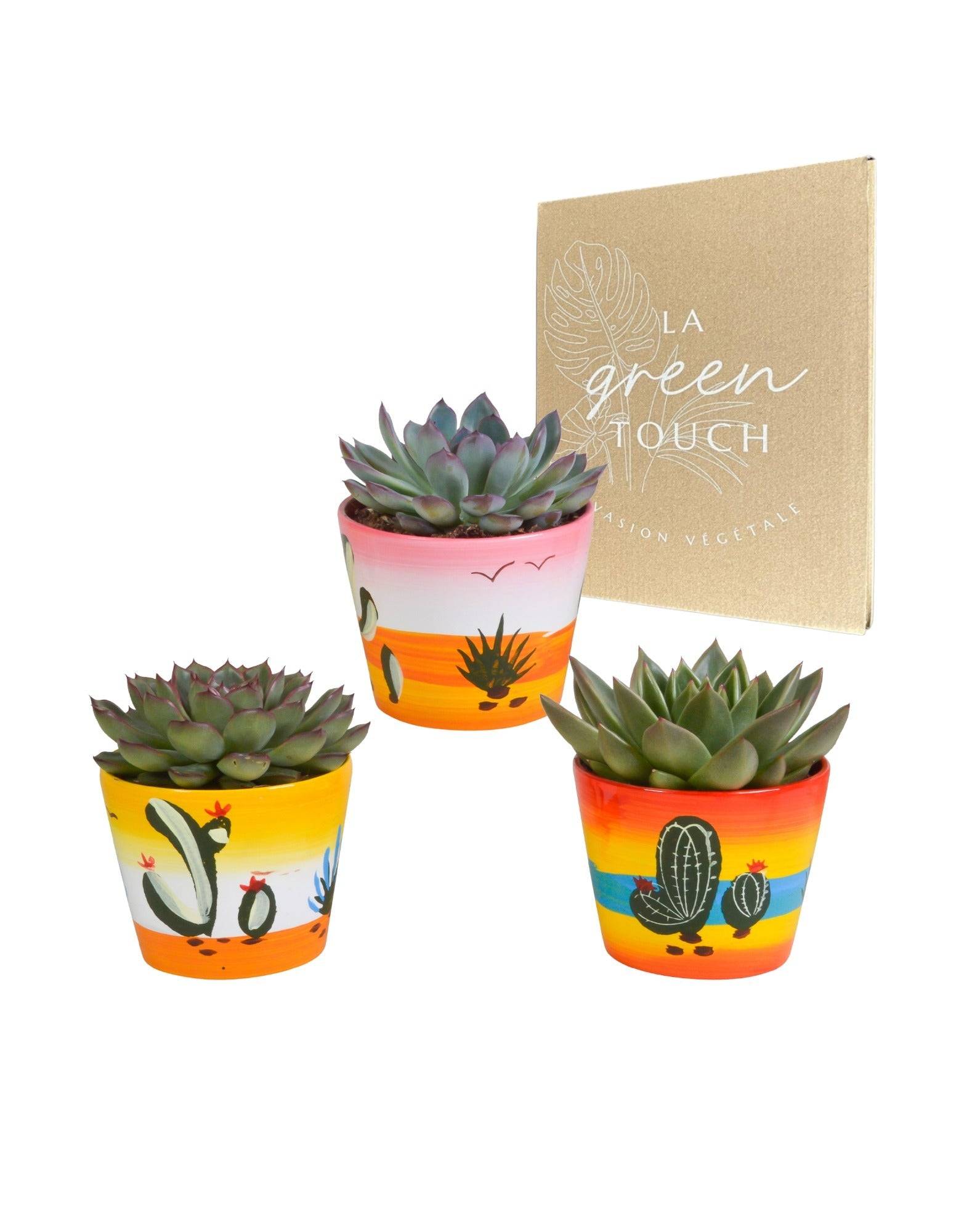 La Green Touch - Trio d'Echeveria et leurs caches-pots h21cm- La Green Touch - Image 1